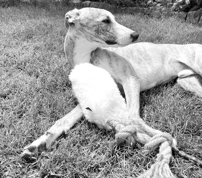 Natürliches Zerrspielzeug für Hunde aus Wolle - Beige